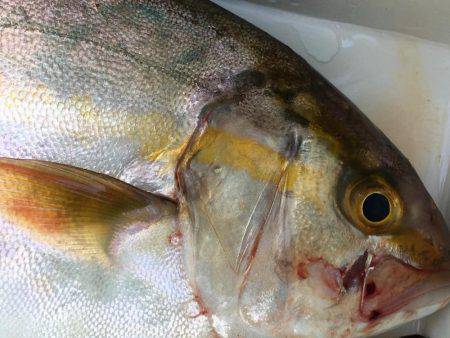 オフショアの釣り