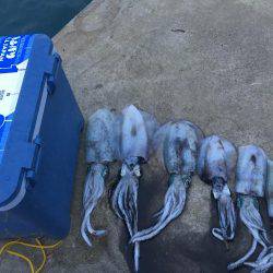 イカ好調、良い大きさに！