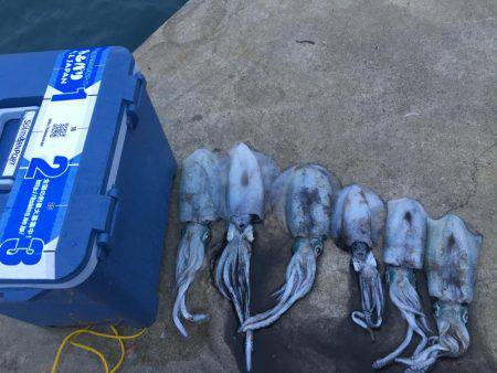 イカ好調、良い大きさに！