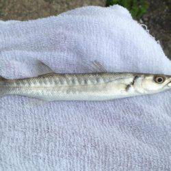 メッキの代わりにカマス