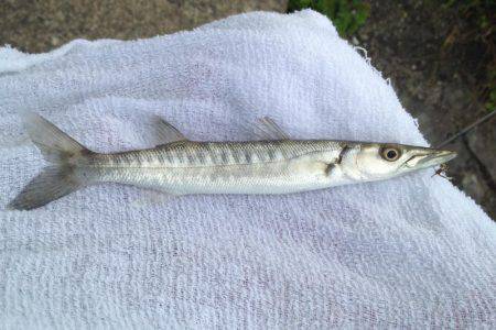 メッキの代わりにカマス