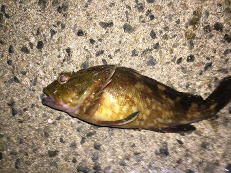 アコウチャレンジ再び…