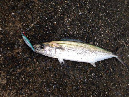 サゴシ狙いショアジギング