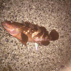 シーバス狙いのはずか