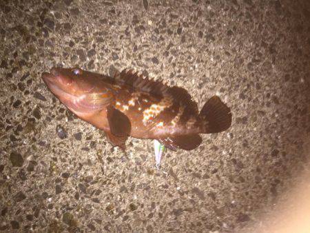 シーバス狙いのはずか