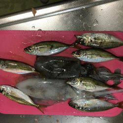 エギングは面白いです