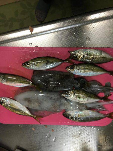 エギングは面白いです