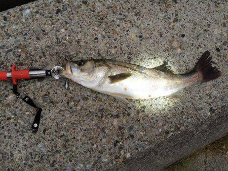 東二見人口島へ朝マヅメ釣行
