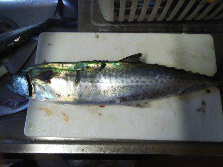 サーベリングからの