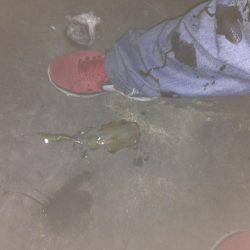 イカ三兄弟だよん