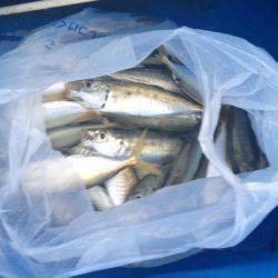 サビキでアジ！