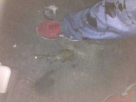 イカ三兄弟だよん