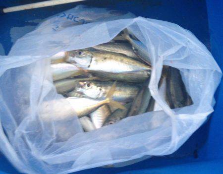 サビキでアジ！