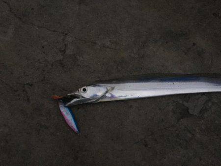 まずめ時活性良