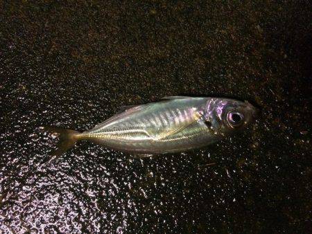 アジングからの