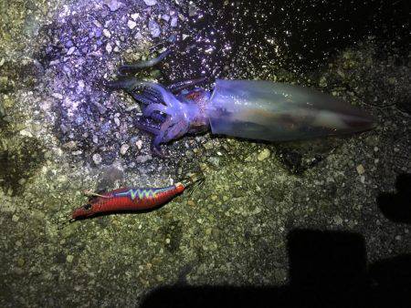 久々の夜間釣り