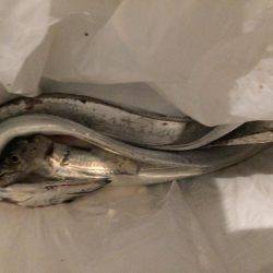 仕事後の弾丸ショアジグ