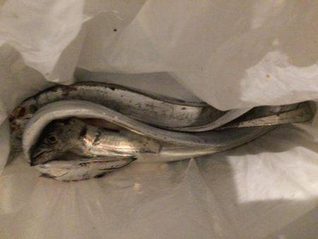 仕事後の弾丸ショアジグ