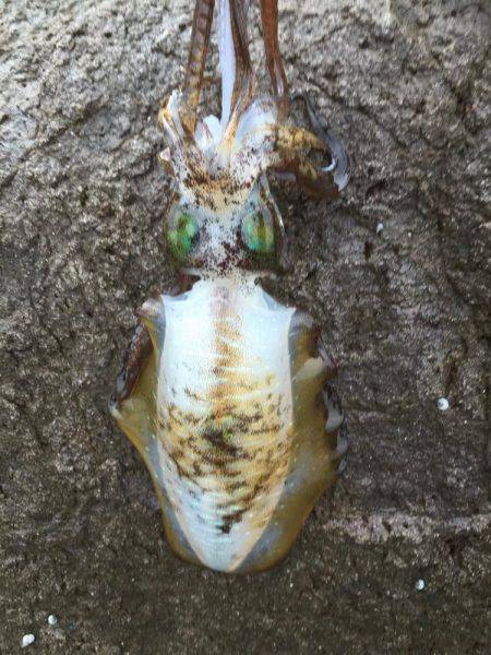 エギングデビュー