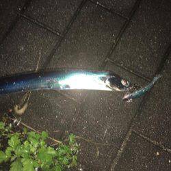 タチウオ コスモスクエア