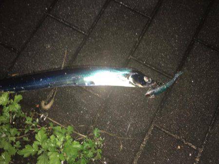 タチウオ コスモスクエア