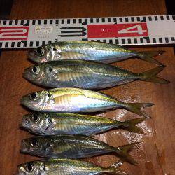 アジ釣り㊷