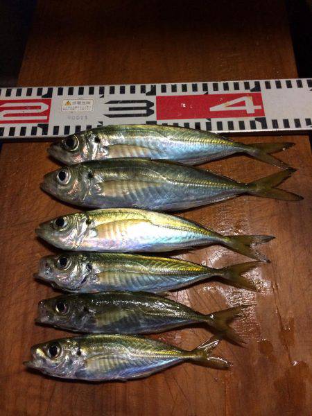 アジ釣り㊷