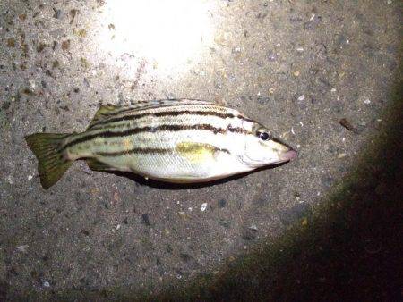 アナゴを狙って...