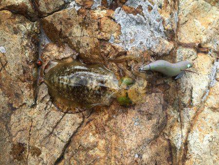 デイエギング！