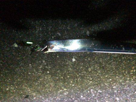 今期初タチウオ