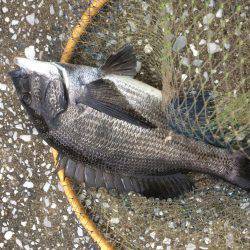 どうにか釣れた！