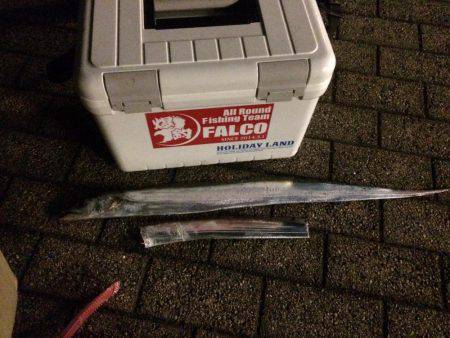 久しぶりの夕まずめ調査