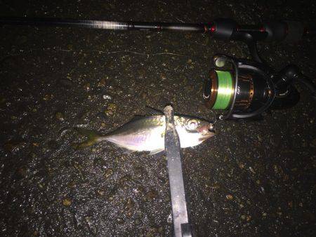 アジング〜＼(^o^)／