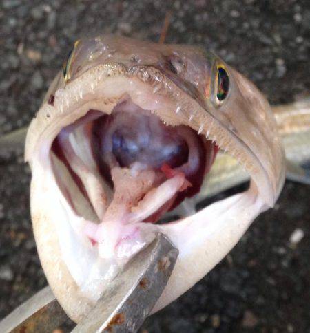 ボウズだけは勘弁してもらえた