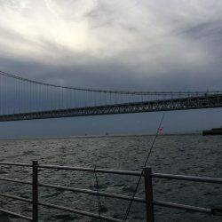 サビキシーズン