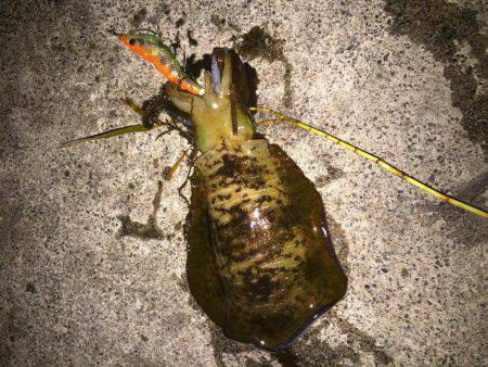 大きくなってます