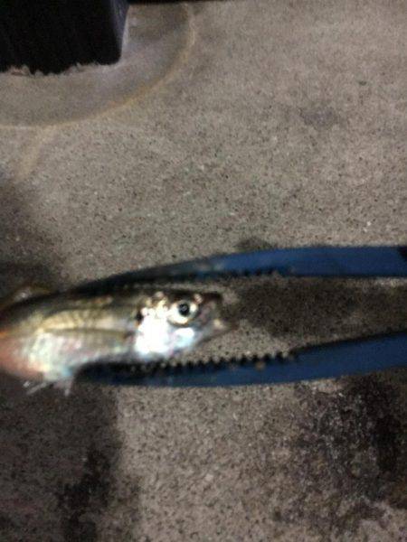 たくさんの釣り人ですねー