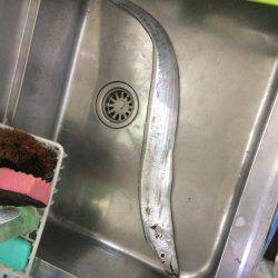 タチウオ諦めてアジング