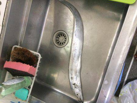 タチウオ諦めてアジング