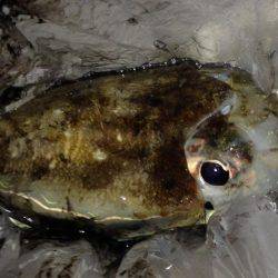 1年ぶりのコウイカ