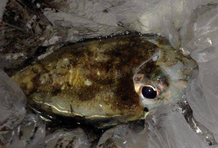 1年ぶりのコウイカ