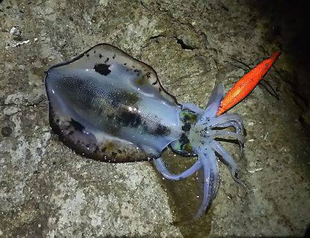 アオリイカとシロギス