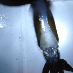 エギングでアオリイカと早朝青物狙い