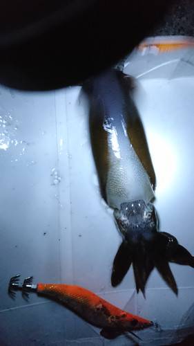 エギングでアオリイカと早朝青物狙い