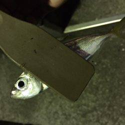 アジング時々ワインド