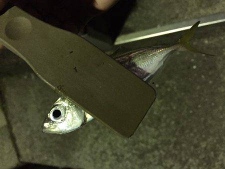 アジング時々ワインド