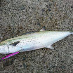 朝マヅメでサゴシ