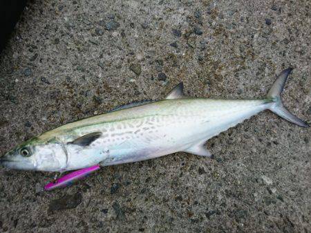 朝マヅメでサゴシ