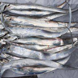 そうだ、海に行こう。太刀魚釣りの百獣の王到来