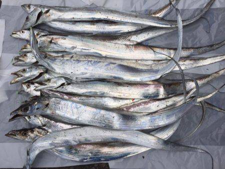 そうだ、海に行こう。太刀魚釣りの百獣の王到…